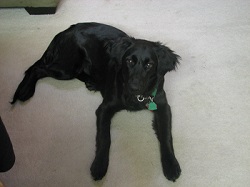 image: Roxie, border collie and flat-haired retriever